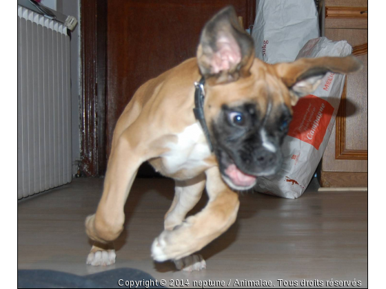 Neptune en pleine course ! - Photo de Chiens