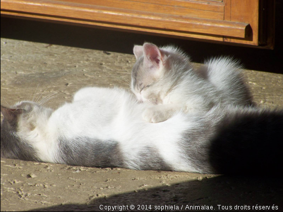 la beauté du naturel - Photo de Chats