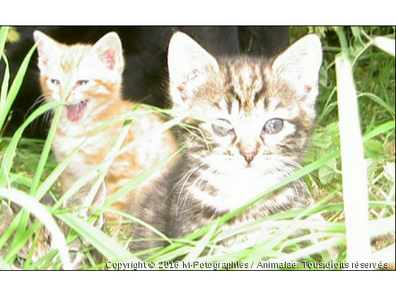 Miaaouu - Photo de Chats