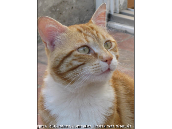 Un regard qui parle - Photo de Chats