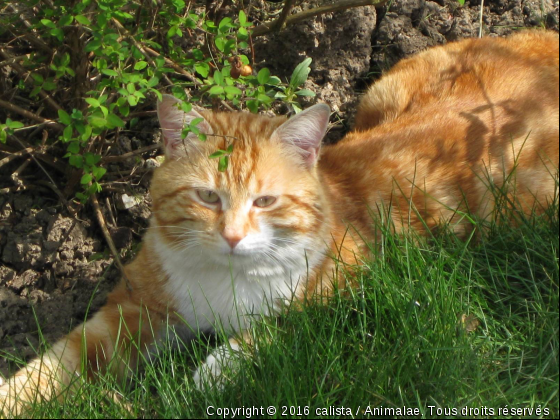 Au jardin - Photo de Chats