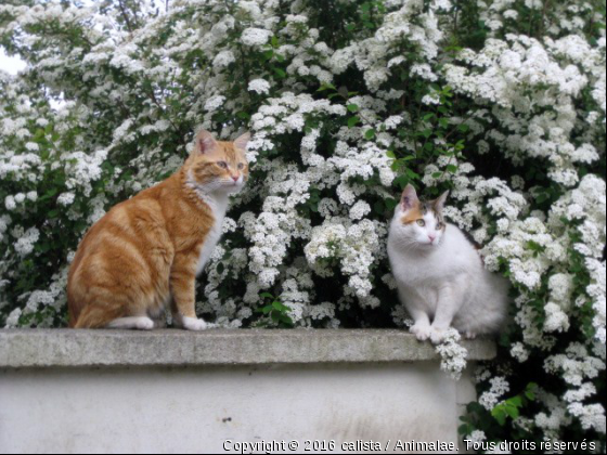 Nino &amp; Luna - Photo de Chats