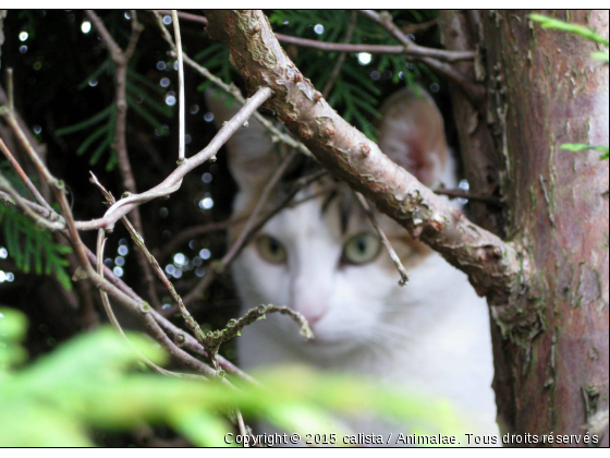 Luna dans les arbres - Photo de Chats