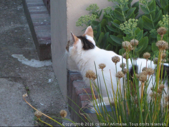 Luna a vu quelque chose - Photo de Chats