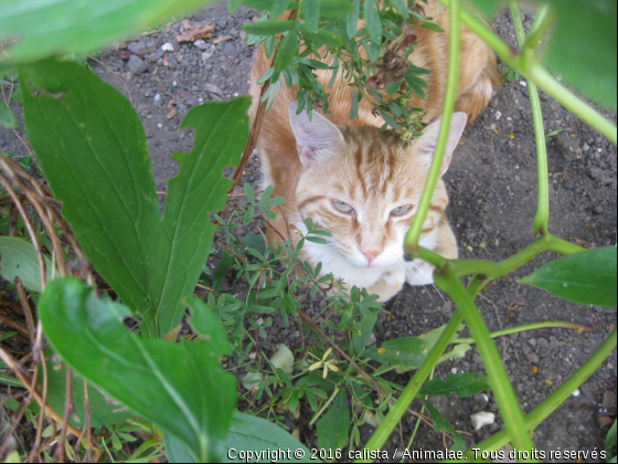 Nino - Photo de Chats