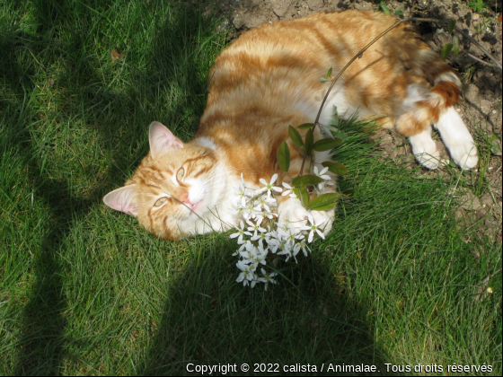 Nino - Photo de Chats