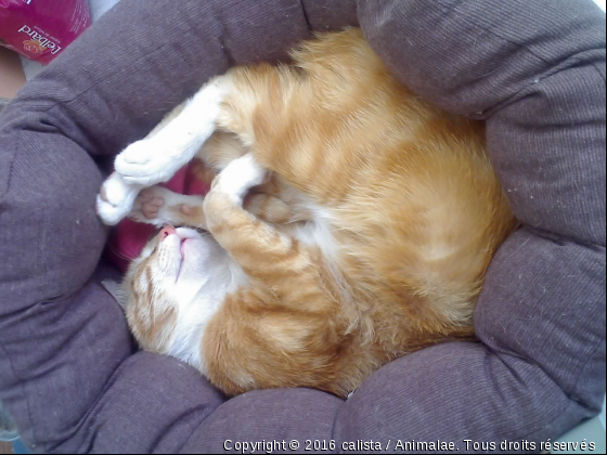 La sieste - Photo de Chats