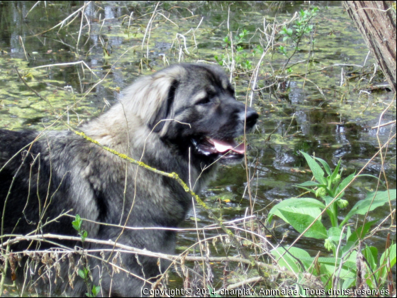 Easy du coeur du crulant - Photo de Chiens