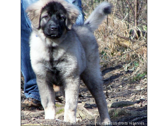 Easy - Photo de Chiens