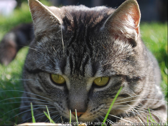 je joue,je me cache - Photo de Chats