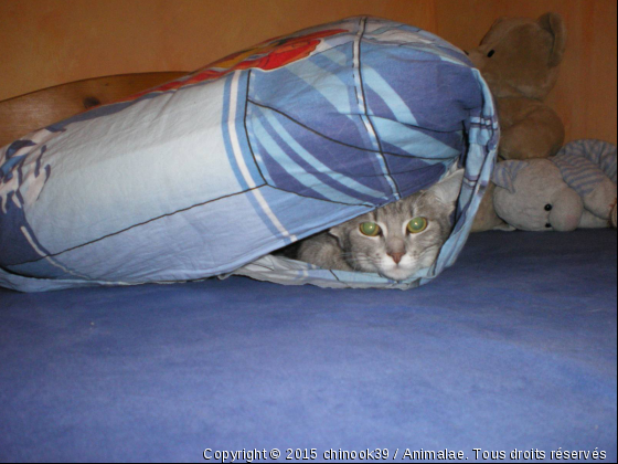 Louna la frileuse - Photo de Chats