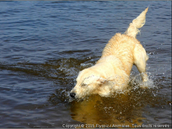 Piper tomber à l&#039;eau - Photo de Chiens