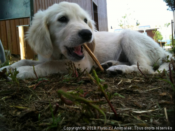 Piper bébé - Photo de Chiens