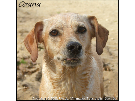 Ozana à la plage - Photo de Chiens