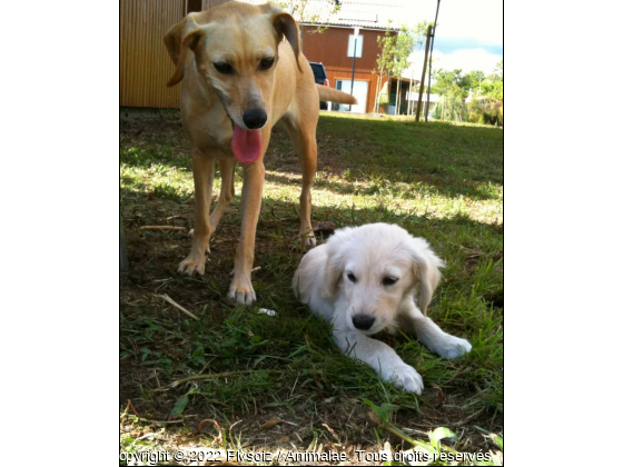 Ozana &amp; Fly Piper - Photo de Chiens