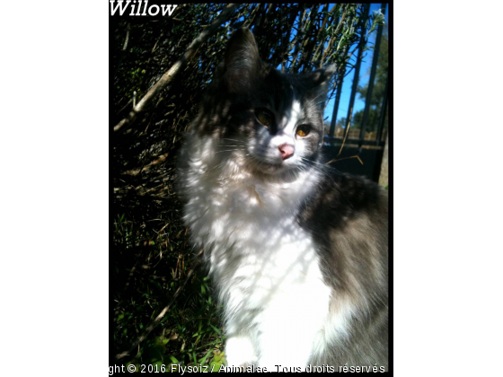 Willow - Photo de Chats