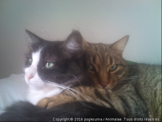 LES ZAMOUREUX  - Photo de Chats