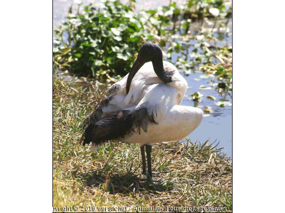 Ibis - Photo de Oiseaux