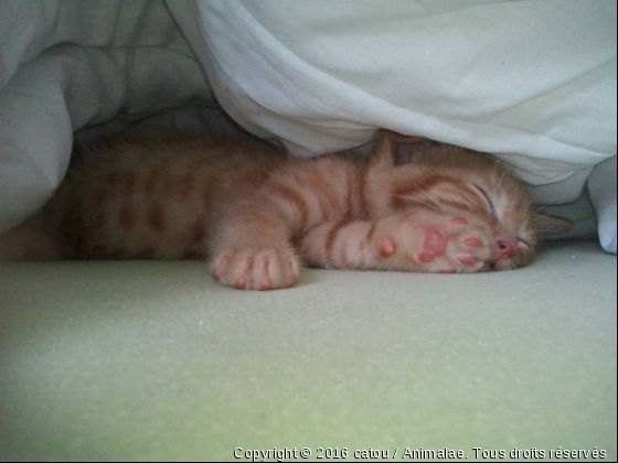 Boule de poil  - Photo de Chats