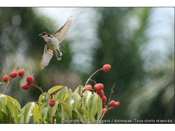 petit oiseau de l&#039;ile de la reunion dans les letchis - Photo de Oiseaux