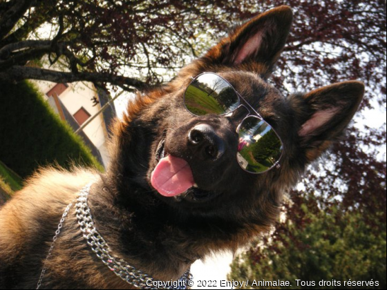 Un chien de travail plutot &quot;Cool&quot; - Photo de Chiens