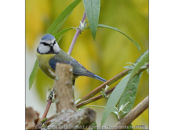 je trone - Photo de Oiseaux