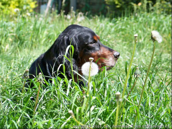 Pluto - Photo de Chiens