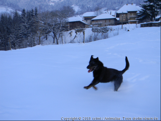 youpi - Photo de Chiens