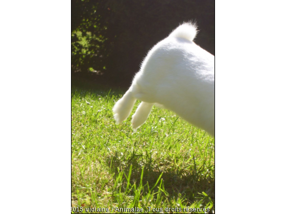 Mon lapin sauteur  - Photo de Rongeurs