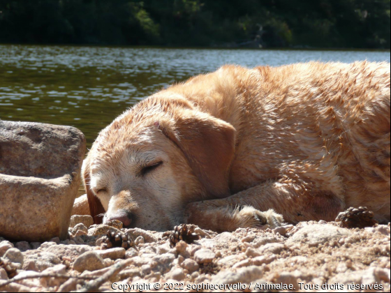 sieste au soleil - Photo de Chiens