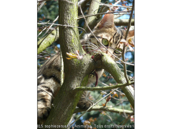 les yeux verts - Photo de Chats