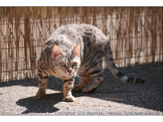 Electra - Photo de Chats