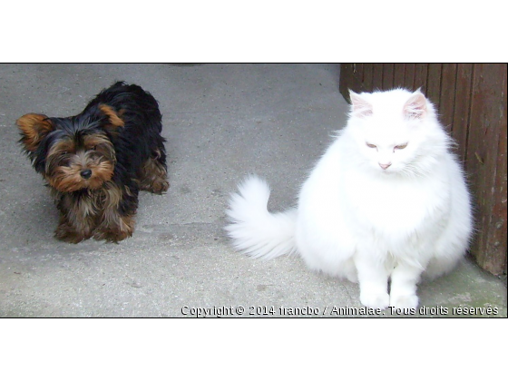 COSETTE YORK 3 ANS ET FESTINA 13 ANS - Photo de Chats