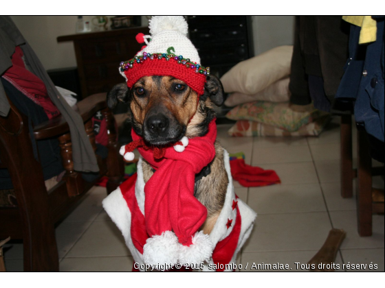 MA PTITE MERE NOEL - Photo de Chiens