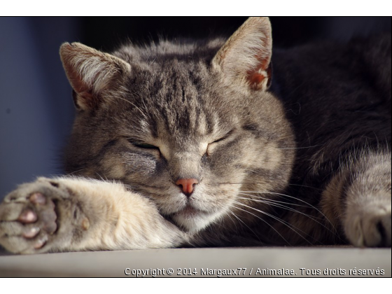 La vie est dure .. - Photo de Chats