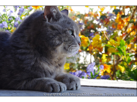 Chat sauvage [ .. ] - Photo de Chats