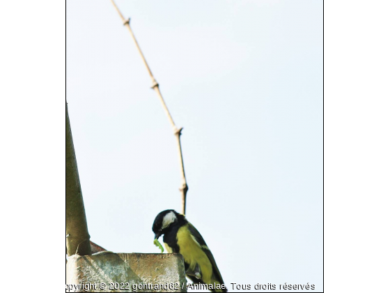 mesange - Photo de Oiseaux