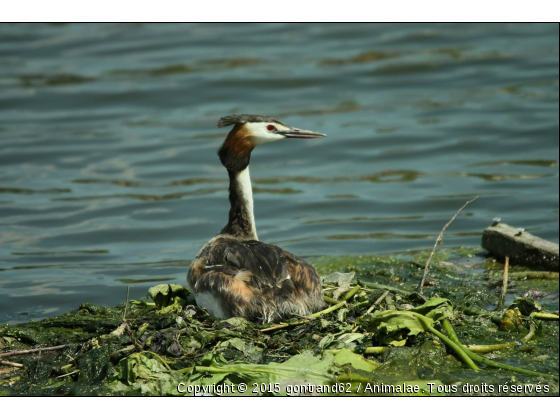 grebe  huppé - Photo de Oiseaux