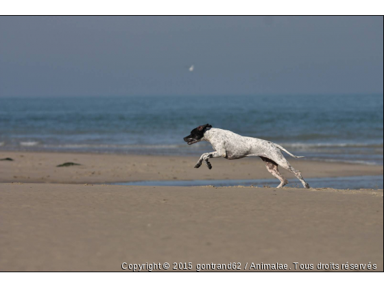 chien - Photo de Chiens