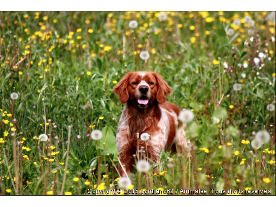 chien - Photo de Chiens