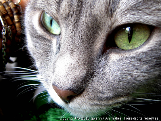 Un regard - Photo de Chats