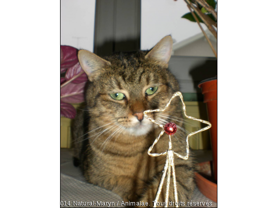 Charly - Photo de Chats