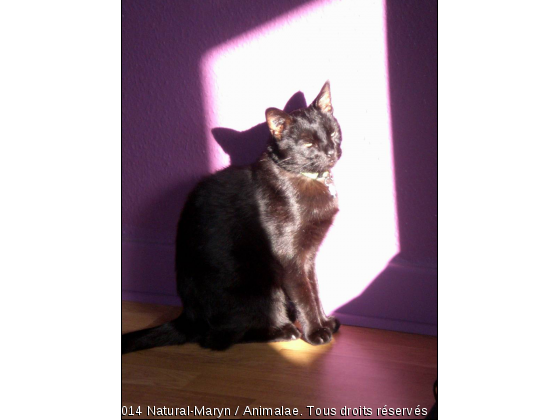 Cachou sous les projecteurs ! - Photo de Chats