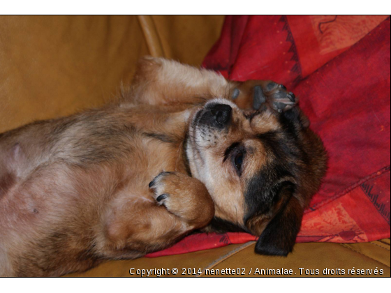 canelle - Photo de Chiens