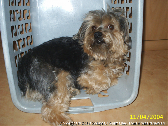 Jules dans la bassine - Photo de Chiens